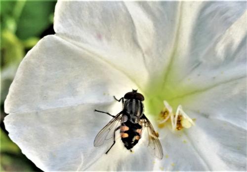 Stomorhina lunata